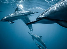 开云体育-世界杯樊振东赢首秀进八强 向四冠王迈出第一步